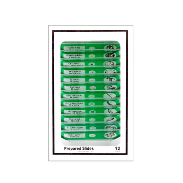 12 Pcs Kids Plastic Prepared Microscope Slides Samples (Plant Roots)