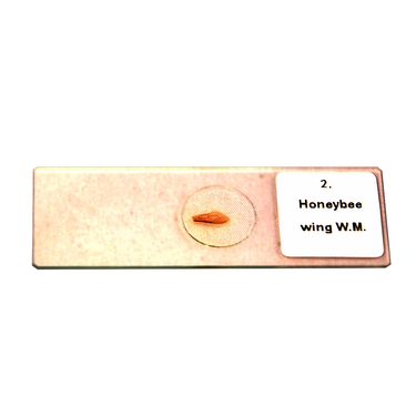 5 Prepared Microscope Slides Specimen Set, Plant and Animal Cells